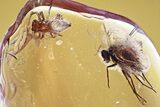 Detailed Fossil Spiders, Moth Fly, and Long-Legged Fly in Baltic Amber #381227-1
